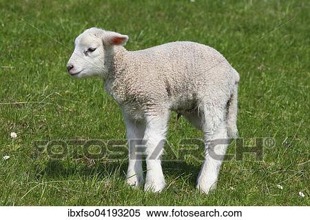 Sheep (Ovis ammon f. aries), lamb, Schleswig-Holstein, Germany, Europe View Large Photo Image Stock Photography - Sheep (Ovis ammon f. aries), lamb, Schleswig-Holstein, Germany, Europe. Fotosearch