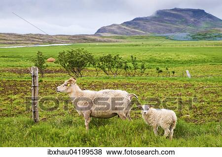 Sheep with its lamb, in a meadow, Iceland, Europe View Large Photo Image Stock Photo - Sheep with its lamb, in a meadow, Iceland, Europe. Fotosearch