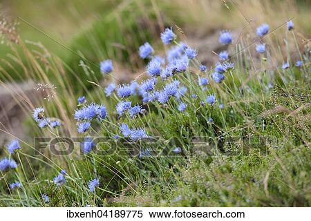 Stock Photography - Sheep's Bit Scabious (Jasione montana), Vosges, Alsace-Lorraine, France, Europe. Fotosearch