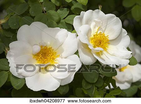 Shrub rose (Rosa), North Rhine-Westphalia, Germany, Europe View Large Photo Image Stock Photo - Shrub rose (Rosa), North Rhine-Westphalia, Germany, Europe. Fotosearch