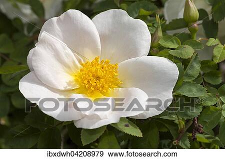 Shrub rose (Rosa), North Rhine-Westphalia, Germany, Europe View Large Photo Image Stock Photo - Shrub rose (Rosa), North Rhine-Westphalia, Germany, Europe. Fotosearch