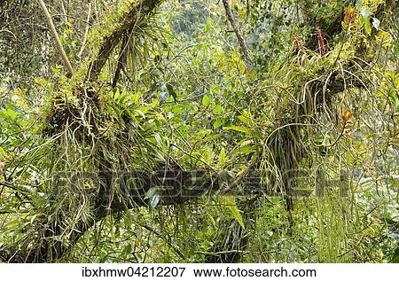 Small biotope with orchids, bromeliads, ferns and tillandsias in a forked branch, rainforest at Cascada de Texolo, Teocelo in Xalapa, Veracruz, Mexico, North America View Large Photo Image Stock Photo - Small biotope with orchids, bromeliads, ferns and tillandsias in a forked branch, rainforest at Cascada de Texolo, Teocelo in Xalapa, Veracruz, Mexico, North America. Fotosearch