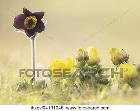Small Pasque Flower (Pulsatilla pratensis subsp. Nigricans) and spring pheasant's eye (Adonis vernalis), Perchtolsdorfer Heide, Lower Austria, Austria, Europe View Large Photo Image Stock Photo - Small Pasque Flower (Pulsatilla pratensis subsp. Nigricans) and spring pheasant's eye (Adonis vernalis), Perchtolsdorfer Heide, Lower Austria, Austria, Europe. Fotosearch