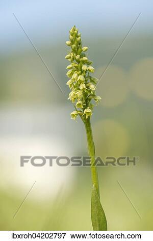 Stock Photo - Small white orchid (Pseudorchis albida) in a meadow, Wurzeralm, Upper Austria, Austria, Europe. Fotosearch