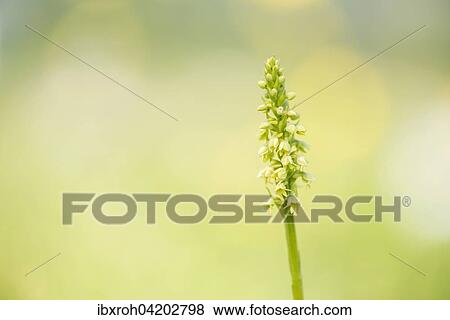 Small white orchid (Pseudorchis albida) in a meadow, Wurzeralm, Upper Austria, Austria, Europe View Large Photo Image Stock Photo - Small white orchid (Pseudorchis albida) in a meadow, Wurzeralm, Upper Austria, Austria, Europe. Fotosearch