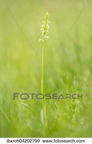 Small white orchid (Pseudorchis albida) in a meadow, Wurzeralm, Upper Austria, Austria, Europe View Large Photo Image Stock Photo - Small white orchid (Pseudorchis albida) in a meadow, Wurzeralm, Upper Austria, Austria, Europe. Fotosearch