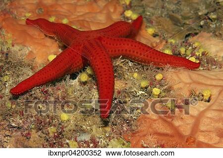 Smooth Starfish (Hacelia attenuata) on Encrusting orange sponge(Spirastrella cunctratrix), Corfu, Ionian Islands, Greece, Europe View Large Photo Image Stock Image - Smooth Starfish (Hacelia attenuata) on Encrusting orange sponge(Spirastrella cunctratrix), Corfu, Ionian Islands, Greece, Europe. Fotosearch