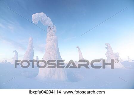 Snow-covered pines, Riisitunturi National Park, Posio, Lapland, Finland, Europe View Large Photo Image Picture - Snow-covered pines, Riisitunturi National Park, Posio, Lapland, Finland, Europe. Fotosearch