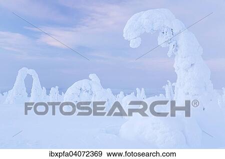 Stock Photo - Snow-covered pines, Riisitunturi National Park, Finland, Europe. Fotosearch