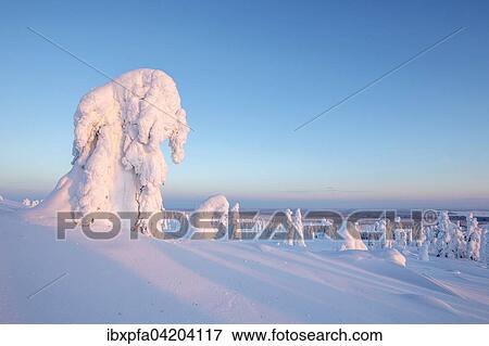 Snow-covered pines, Riisitunturi National Park, Posio, Lapland, Finland, Europe View Large Photo Image Stock Photo - Snow-covered pines, Riisitunturi National Park, Posio, Lapland, Finland, Europe. Fotosearch