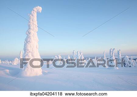 Snow-covered pines, Riisitunturi National Park, Posio, Lapland, Finland, Europe View Large Photo Image Stock Photo - Snow-covered pines, Riisitunturi National Park, Posio, Lapland, Finland, Europe. Fotosearch