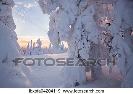 Stock Photo - Snow-covered pines, Riisitunturi National Park, Posio, Lapland, Finland, Europe. Fotosearch