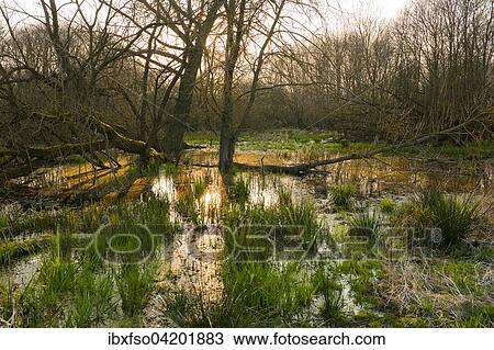 Softwood river meadow with willows (Salix sp. ), spring, nature reserve Dromling, Lower Saxony, Germany, Europe View Large Photo Image Stock Image - Softwood river meadow with willows (Salix sp. ), spring, nature reserve Dromling, Lower Saxony, Germany, Europe. Fotosearch
