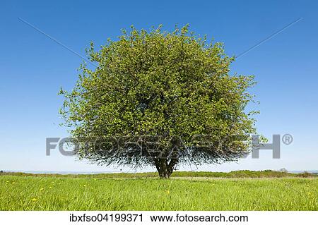 Solitary Pear tree (Pyrus communis) in a meadow, Thuringia, Germany, Europe View Large Photo Image Stock Image - Solitary Pear tree (Pyrus communis) in a meadow, Thuringia, Germany, Europe. Fotosearch