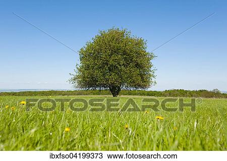 Solitary Pear tree (Pyrus communis) in a meadow, Thuringia, Germany, Europe View Large Photo Image Stock Image - Solitary Pear tree (Pyrus communis) in a meadow, Thuringia, Germany, Europe. Fotosearch