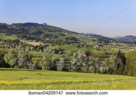 Sonntagberg with flowering pear trees, Moststrasse, Mostviertel, Lower Austria, Austria, Europe View Large Photo Image Stock Photo - Sonntagberg with flowering pear trees, Moststrasse, Mostviertel, Lower Austria, Austria, Europe. Fotosearch