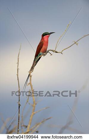Southern Carmine Bee-eater (Merops nubicoides), perched, South Luangwa National Park, Zambia, Africa View Large Photo Image Picture - Southern Carmine Bee-eater (Merops nubicoides), perched, South Luangwa National Park, Zambia, Africa. Fotosearch