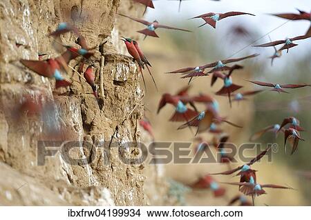 Picture - Southern Carmine Bee-eaters (Merops nubicoides), at the breeding wall, steep shore on the Luangwa river, South Luangwa National Park, Zambia, Africa. Fotosearch