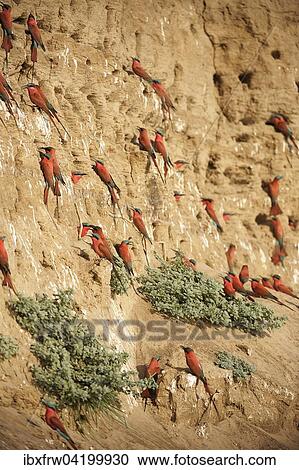 Southern Carmine Bee-eaters (Merops nubicoides), colony on the breeding wall, steep shore on the Luangwa river, South Luangwa National Park, Zambia, Africa View Large Photo Image Stock Image - Southern Carmine Bee-eaters (Merops nubicoides), colony on the breeding wall, steep shore on the Luangwa river, South Luangwa National Park, Zambia, Africa. Fotosearch