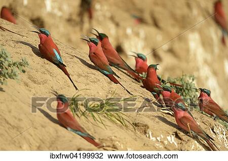 Southern Carmine Bee-eaters (Merops nubicoides), at the breeding wall, steep shore on the Luangwa river, South Luangwa National Park, Zambia, Africa View Large Photo Image Stock Image - Southern Carmine Bee-eaters (Merops nubicoides), at the breeding wall, steep shore on the Luangwa river, South Luangwa National Park, Zambia, Africa. Fotosearch