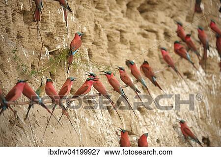 Southern Carmine Bee-eaters (Merops nubicoides), at the breeding wall, steep shore on the Luangwa river, South Luangwa National Park, Zambia, Africa View Large Photo Image Stock Photo - Southern Carmine Bee-eaters (Merops nubicoides), at the breeding wall, steep shore on the Luangwa river, South Luangwa National Park, Zambia, Africa. Fotosearch