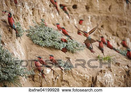Southern Carmine Bee-eaters (Merops nubicoides), at the breeding wall, steep shore on the Luangwa river, South Luangwa National Park, Zambia, Africa View Large Photo Image Stock Photo - Southern Carmine Bee-eaters (Merops nubicoides), at the breeding wall, steep shore on the Luangwa river, South Luangwa National Park, Zambia, Africa. Fotosearch
