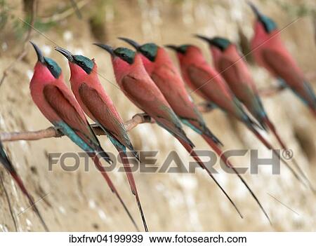 Southern Carmine Bee-eaters (Merops nubicoides), at the breeding wall, steep shore on the Luangwa river, South Luangwa National Park, Zambia, Africa View Large Photo Image Stock Photo - Southern Carmine Bee-eaters (Merops nubicoides), at the breeding wall, steep shore on the Luangwa river, South Luangwa National Park, Zambia, Africa. Fotosearch