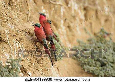 Southern Carmine Bee-eaters (Merops nubicoides), at the breeding wall, steep shore on the Luangwa river, South Luangwa National Park, Zambia, Africa View Large Photo Image Stock Photograph - Southern Carmine Bee-eaters (Merops nubicoides), at the breeding wall, steep shore on the Luangwa river, South Luangwa National Park, Zambia, Africa. Fotosearch