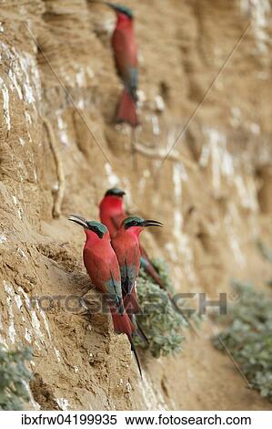 Southern Carmine Bee-eaters (Merops nubicoides), at the breeding wall, steep shore on the Luangwa river, South Luangwa National Park, Zambia, Africa View Large Photo Image Stock Photography - Southern Carmine Bee-eaters (Merops nubicoides), at the breeding wall, steep shore on the Luangwa river, South Luangwa National Park, Zambia, Africa. Fotosearch