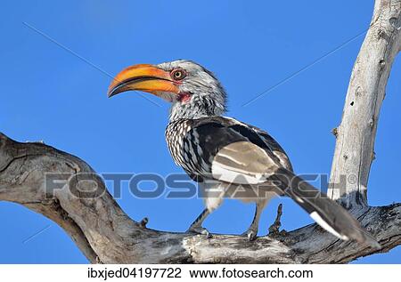 Southern Yellow-billed Hornbill (Tockus leucomelas), perched on a dead branch, Etosha National Park, Namibia, Africa View Large Photo Image Stock Image - Southern Yellow-billed Hornbill (Tockus leucomelas), perched on a dead branch, Etosha National Park, Namibia, Africa. Fotosearch