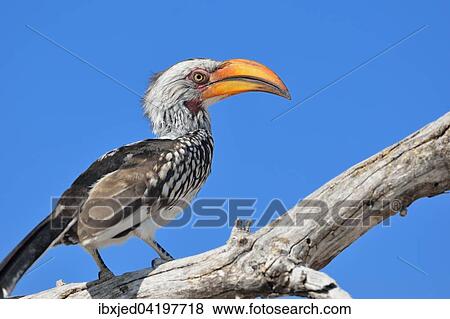 Southern Yellow-billed Hornbill (Tockus leucomelas), perched on a dead branch, Etosha National Park, Namibia, Africa View Large Photo Image Stock Photo - Southern Yellow-billed Hornbill (Tockus leucomelas), perched on a dead branch, Etosha National Park, Namibia, Africa. Fotosearch