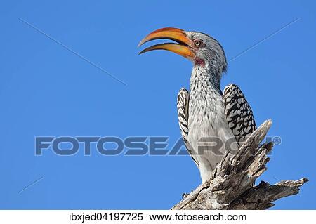 Southern Yellow-billed Hornbill (Tockus leucomelas), perched on a dead branch, Etosha National Park, Namibia, Africa View Large Photo Image Stock Photography - Southern Yellow-billed Hornbill (Tockus leucomelas), perched on a dead branch, Etosha National Park, Namibia, Africa. Fotosearch