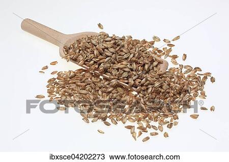 Stock Image - Spelt (Triticum spelta), husks. Fotosearch