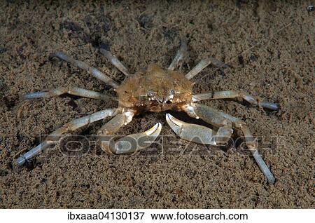 Spider Crab (Pugettia quadridens), Sea of Japan, Rudnaya Pristan, Primorsky Krai, Russia, Europe View Large Photo Image Stock Photo - Spider Crab (Pugettia quadridens), Sea of Japan, Rudnaya Pristan, Primorsky Krai, Russia, Europe. Fotosearch
