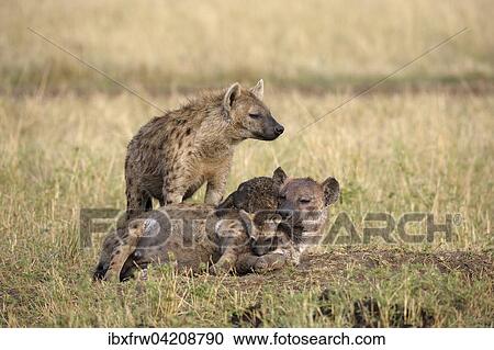 Spotted Hyena (Crocuta crocuta), female with young, playing, Maasai Mara National Reserve, Kenya, Africa View Large Photo Image Stock Image - Spotted Hyena (Crocuta crocuta), female with young, playing, Maasai Mara National Reserve, Kenya, Africa. Fotosearch