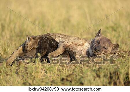 Spotted Hyena (Crocuta crocuta), female with young, suckling, Maasai Mara National Reserve, Kenya, Africa View Large Photo Image Stock Image - Spotted Hyena (Crocuta crocuta), female with young, suckling, Maasai Mara National Reserve, Kenya, Africa. Fotosearch