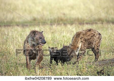 Spotted Hyena (Crocuta crocuta), female with pups, Maasai Mara National Reserve, Kenya, Africa View Large Photo Image Stock Photo - Spotted Hyena (Crocuta crocuta), female with pups, Maasai Mara National Reserve, Kenya, Africa. Fotosearch