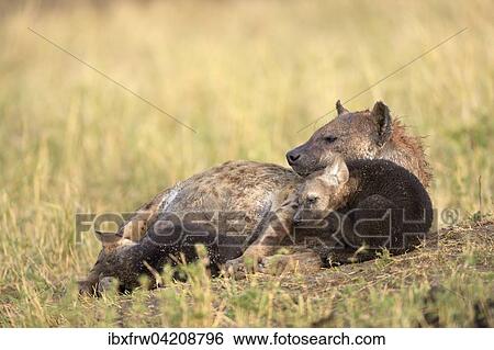 Spotted Hyena (Crocuta crocuta), female cuddles with puppies, Maasai Mara National Reserve, Kenya, Africa View Large Photo Image Stock Photograph - Spotted Hyena (Crocuta crocuta), female cuddles with puppies, Maasai Mara National Reserve, Kenya, Africa. Fotosearch