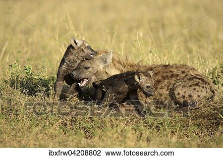 Stock Image - Spotted Hyena (Crocuta crocuta), females playing with pups, Maasai Mara National Reserve, Kenya, Africa. Fotosearch