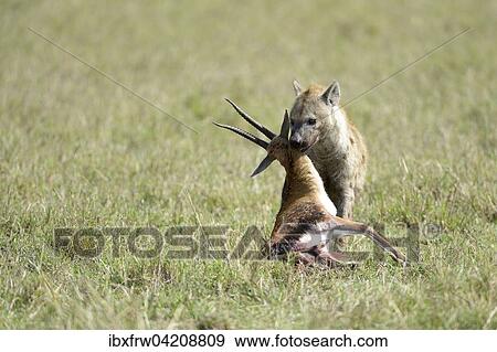 Spotted hyena (Crocuta crocuta), with prey, Thomson's gazelle (Eudorcas thomsoni), Maasai Mara National Reserve, Kenya, Africa View Large Photo Image Stock Photo - Spotted hyena (Crocuta crocuta), with prey, Thomson's gazelle (Eudorcas thomsoni), Maasai Mara National Reserve, Kenya, Africa. Fotosearch