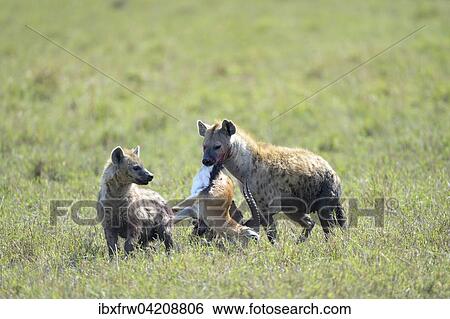 Spotted hyena (Crocuta crocuta), with prey, Thomson's gazelle (Eudorcas thomsoni) in its mouth, Maasai Mara National Reserve, Kenya, Africa View Large Photo Image Stock Photograph - Spotted hyena (Crocuta crocuta), with prey, Thomson's gazelle (Eudorcas thomsoni) in its mouth, Maasai Mara National Reserve, Kenya, Africa. Fotosearch