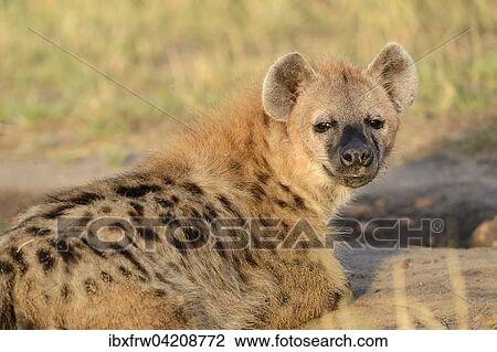 Stock Image - Spotted hyena, laughing hyena, (Crocuta crocuta), in the morning, portrait, Maasai Mara National Reserve, Kenya, Africa. Fotosearch