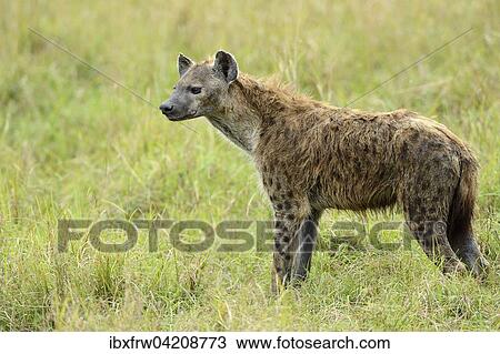 Stock Image - Spotted hyena, laughing hyena, (Crocuta crocuta), observing the environment, Maasai Mara National Reserve, Kenya, Africa. Fotosearch