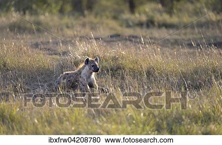 Spotted hyena, laughing hyena, (Crocuta crocuta), in the morning, lying in the grass, enjoying the warming sun, Maasai Mara National Reserve, Kenya, Africa View Large Photo Image Stock Image - Spotted hyena, laughing hyena, (Crocuta crocuta), in the morning, lying in the grass, enjoying the warming sun, Maasai Mara National Reserve, Kenya, Africa. Fotosearch