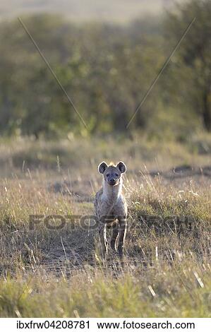 Spotted hyena, laughing hyena, (Crocuta crocuta), in the morning light, Maasai Mara National Reserve, Kenya, Africa View Large Photo Image Stock Image - Spotted hyena, laughing hyena, (Crocuta crocuta), in the morning light, Maasai Mara National Reserve, Kenya, Africa. Fotosearch