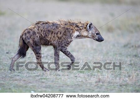 Spotted hyena, laughing hyena, (Crocuta crocuta), weary, walking, Maasai Mara National Reserve, Kenya, Africa View Large Photo Image Stock Photo - Spotted hyena, laughing hyena, (Crocuta crocuta), weary, walking, Maasai Mara National Reserve, Kenya, Africa. Fotosearch