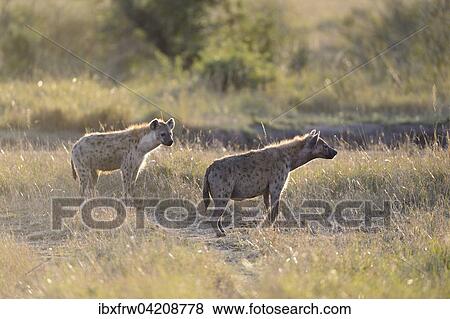 Stock Photo - Spotted hyena, laughing hyena, (Crocuta crocuta), in the morning light, Maasai Mara National Reserve, Kenya, Africa. Fotosearch