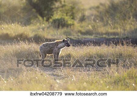 Spotted hyena, laughing hyena, (Crocuta crocuta), in the morning light, Maasai Mara National Reserve, Kenya, Africa View Large Photo Image Stock Photo - Spotted hyena, laughing hyena, (Crocuta crocuta), in the morning light, Maasai Mara National Reserve, Kenya, Africa. Fotosearch