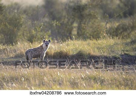Spotted hyena, laughing hyena, (Crocuta crocuta), in the morning, backlit, Maasai Mara National Reserve, Kenya, Africa View Large Photo Image Stock Photograph - Spotted hyena, laughing hyena, (Crocuta crocuta), in the morning, backlit, Maasai Mara National Reserve, Kenya, Africa. Fotosearch