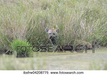 Spotted hyena, laughing hyena, (Crocuta crocuta) hidden in tall grass by the water, Maasai Mara National Reserve, Kenya, Africa View Large Photo Image Stock Photography - Spotted hyena, laughing hyena, (Crocuta crocuta) hidden in tall grass by the water, Maasai Mara National Reserve, Kenya, Africa. Fotosearch